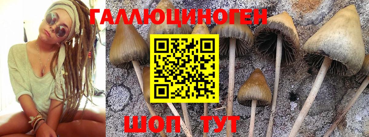 Галлюциногенные грибы Psilocybe  Вход с VPN  Новоуральск 